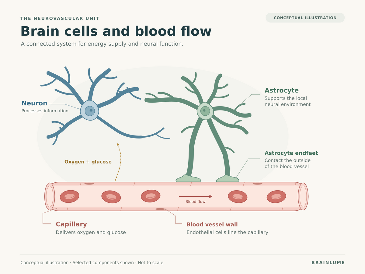 Brain Energy, Blood Flow, and Near-Infrared Light