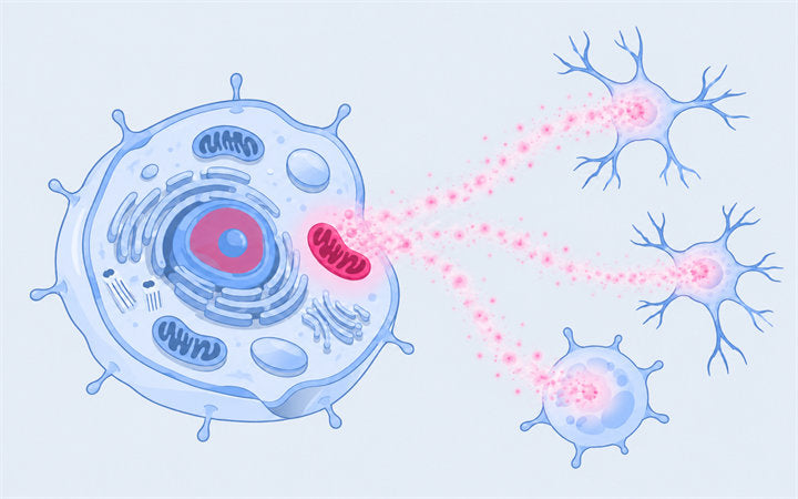 Energy & Signaling — conceptual illustration